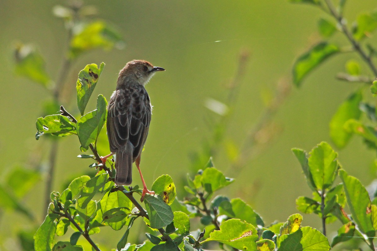 Rattling Cisticola - ML623295021