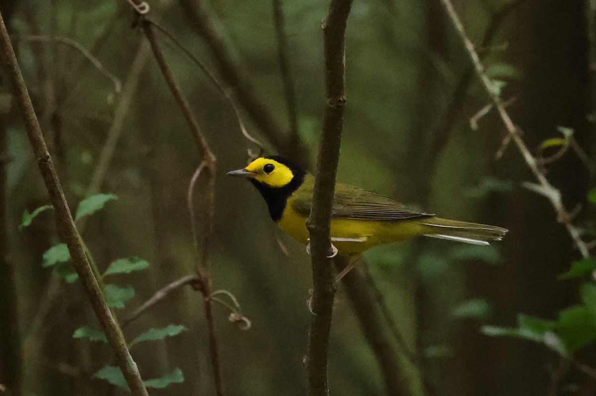 Hooded Warbler - Rick Remy