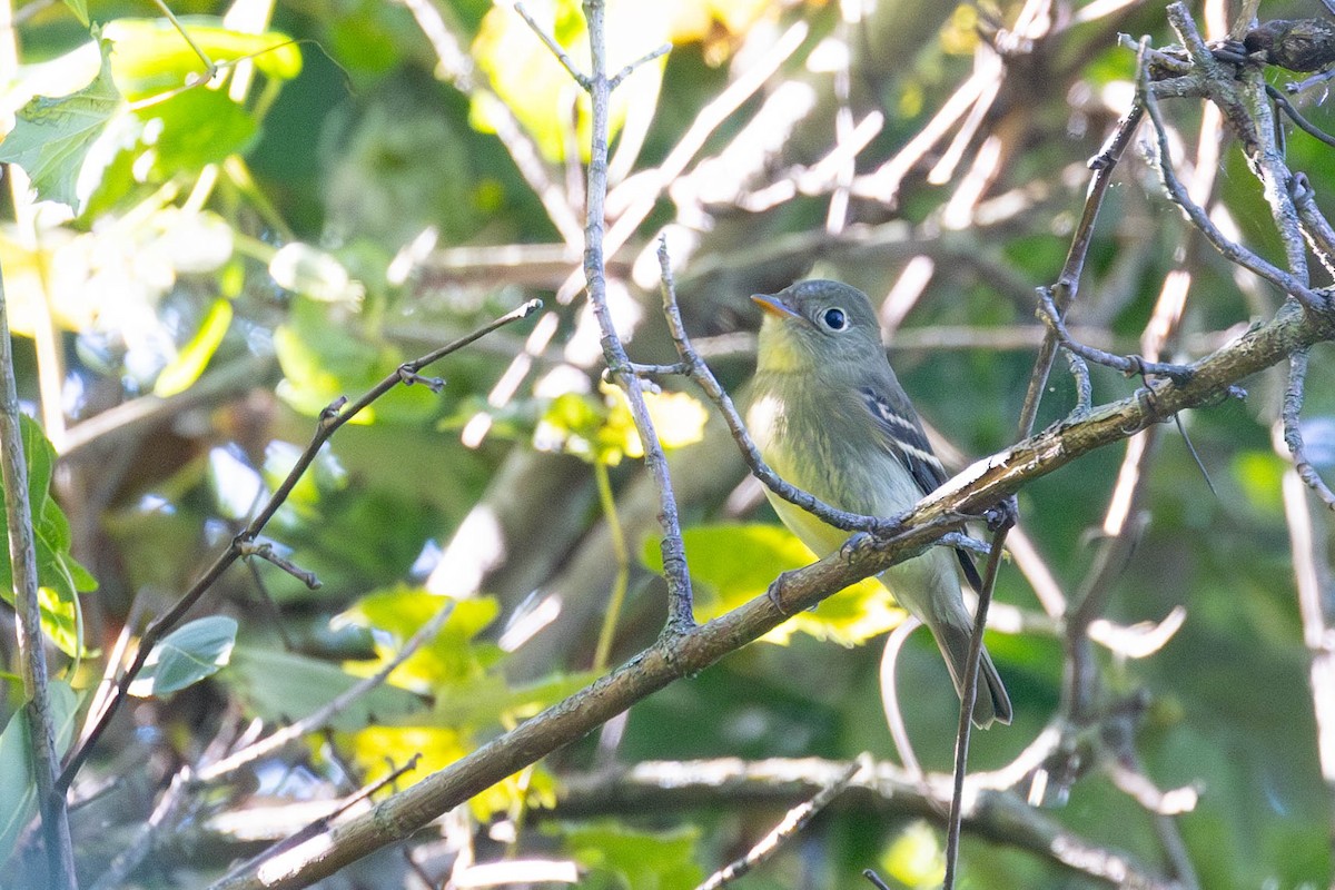 Yellow-bellied Flycatcher - ML623295113