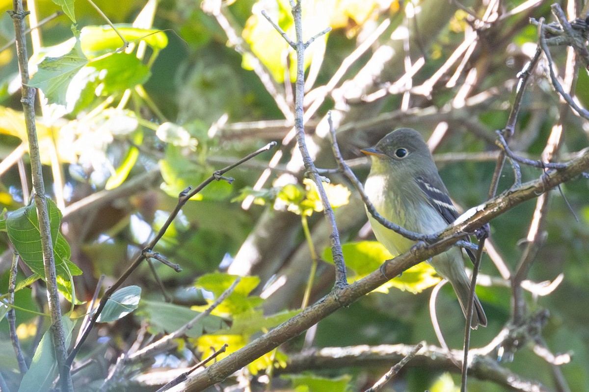 Yellow-bellied Flycatcher - ML623295114