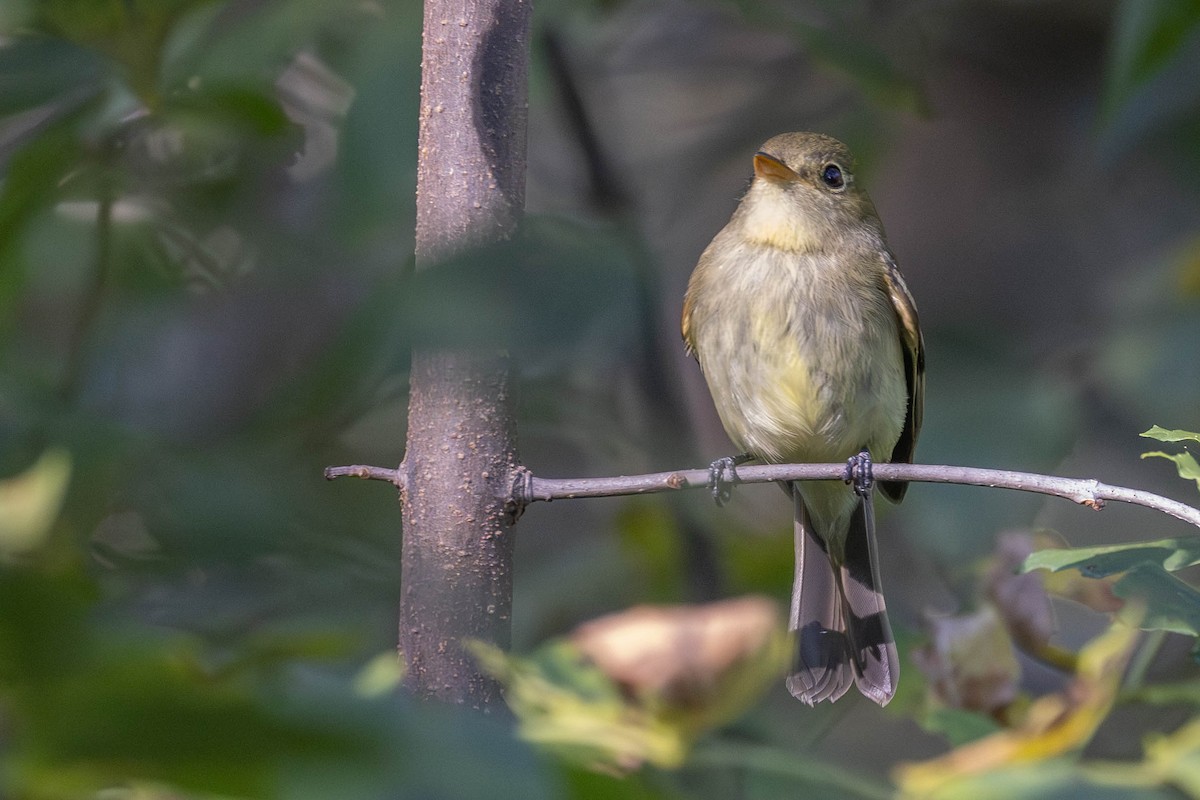 Yellow-bellied Flycatcher - ML623295115