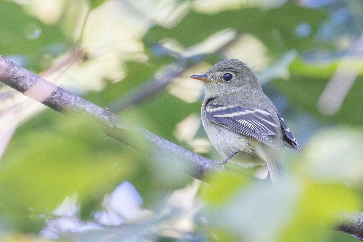 Yellow-bellied Flycatcher - ML623295116