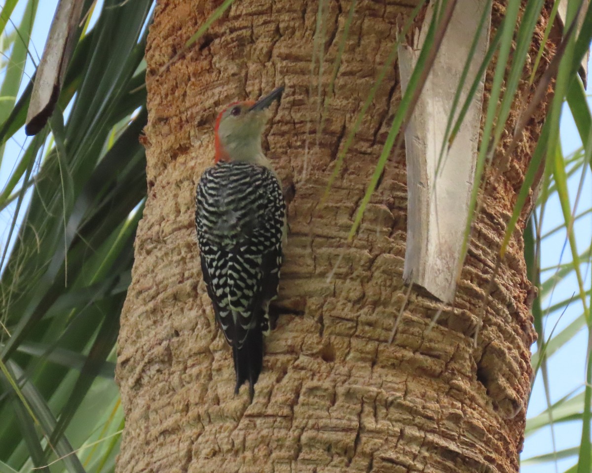 Red-bellied Woodpecker - Laurie Witkin