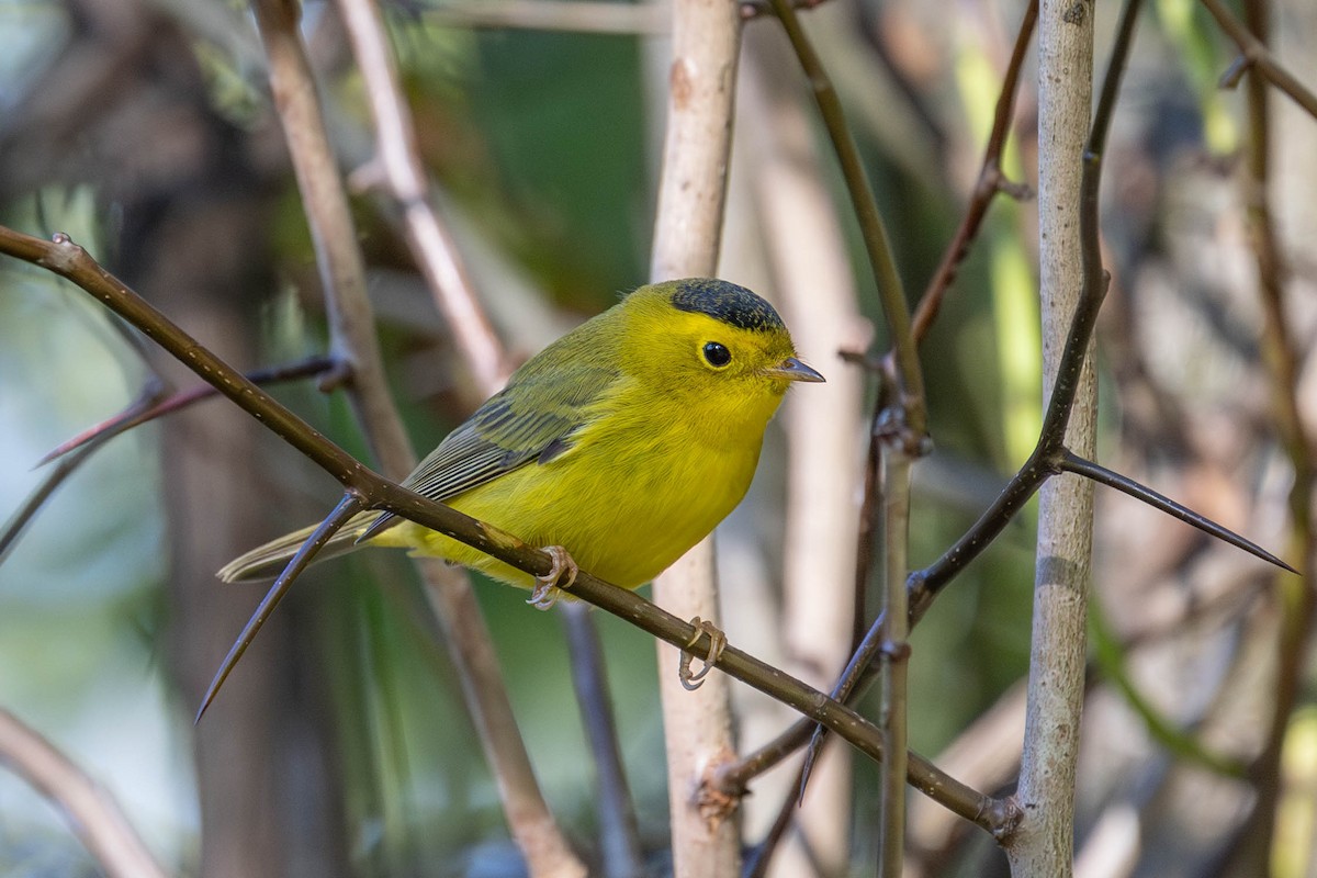 Wilson's Warbler - ML623295173