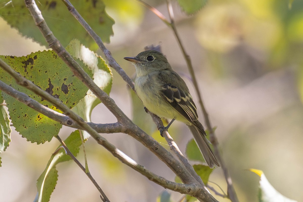 Empidonax sp. - ML623295186