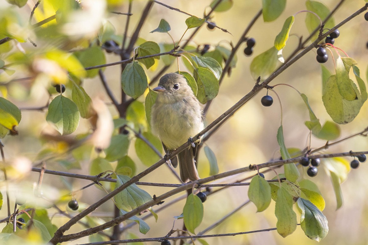 Empidonax sp. - ML623295187