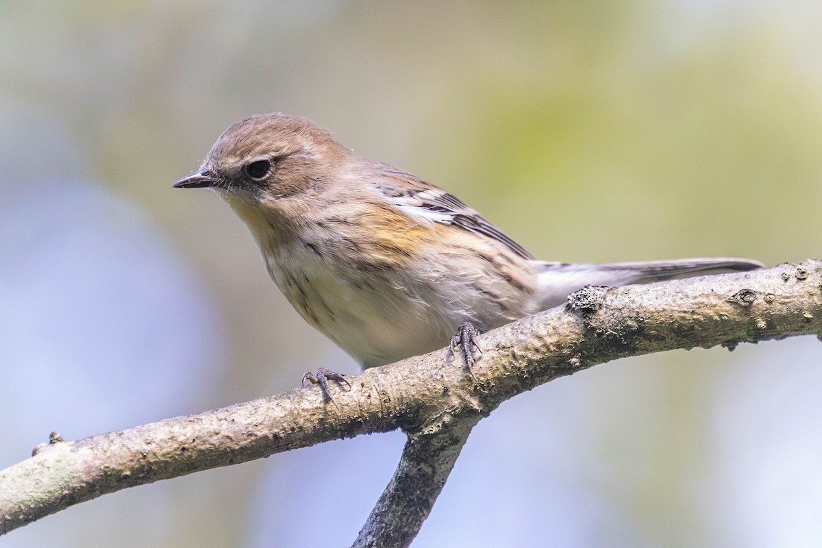 Yellow-rumped Warbler - ML623295237