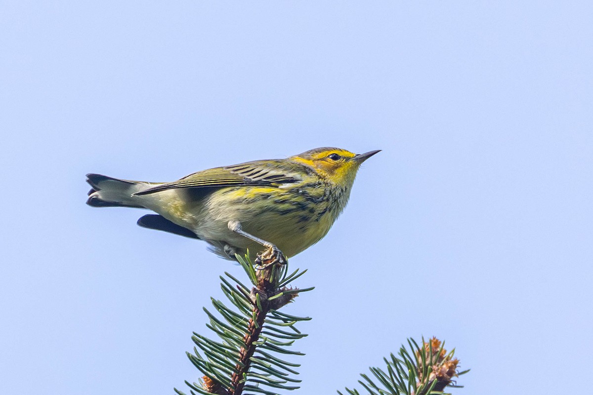 Cape May Warbler - ML623295250