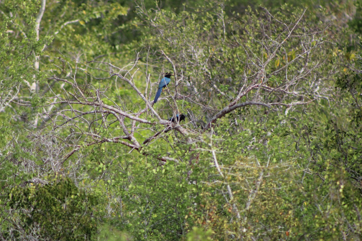 Geai du Yucatan - ML623295281