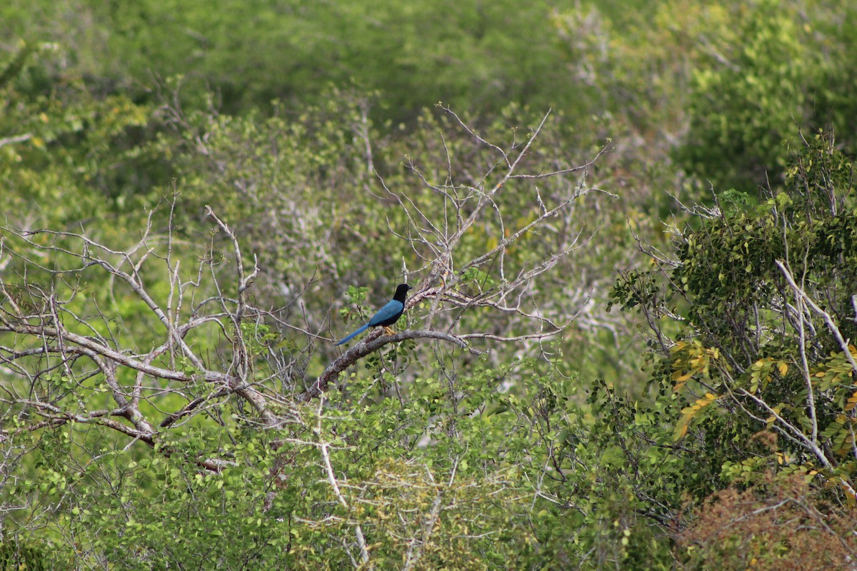 Geai du Yucatan - ML623295282