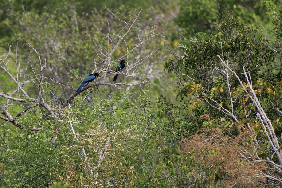 Geai du Yucatan - ML623295283