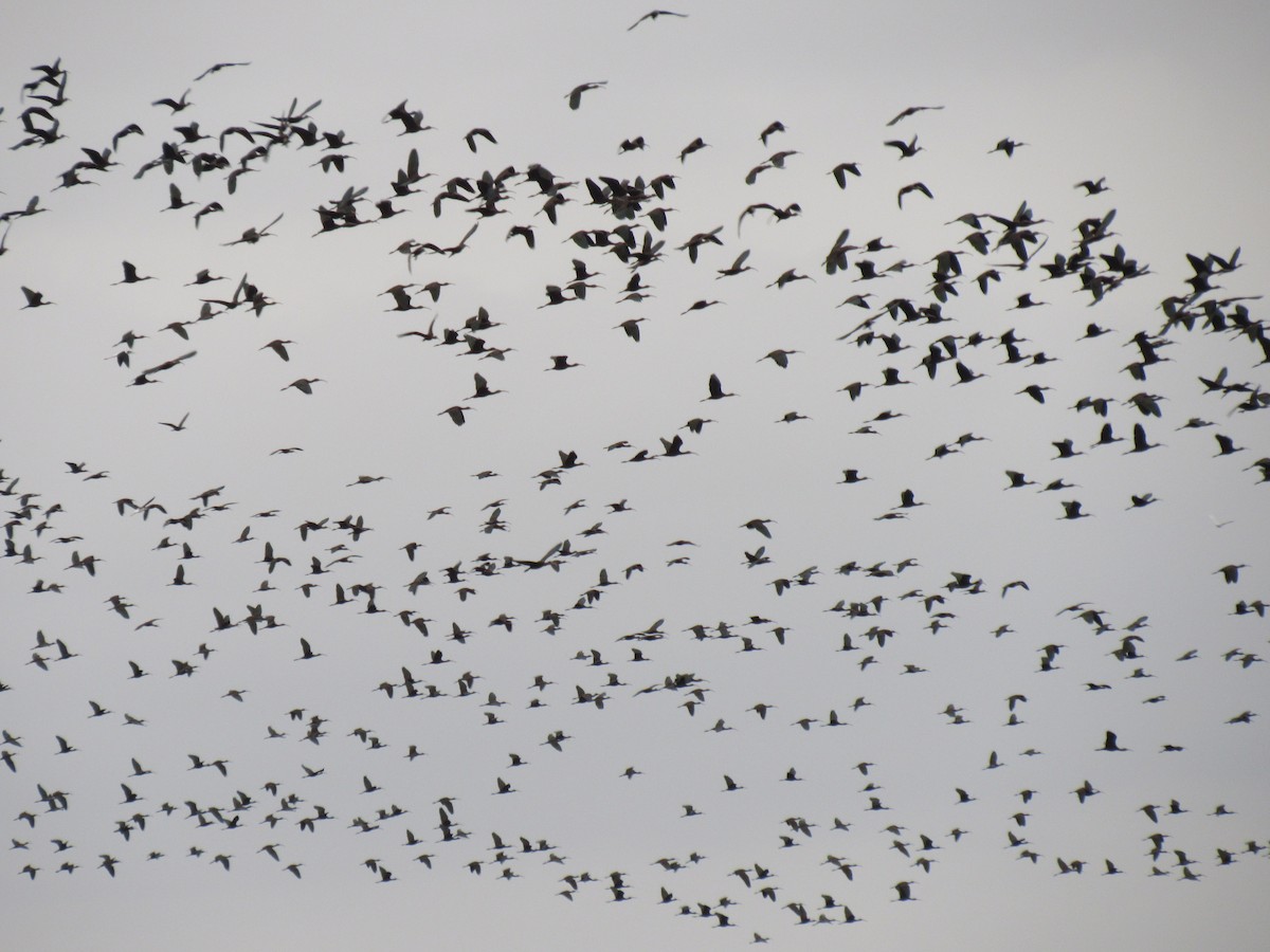 White-faced Ibis - ML623295434