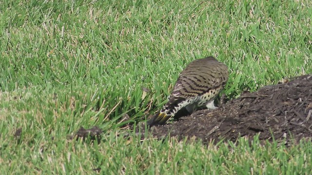 Northern Flicker (Yellow-shafted) - ML623295454