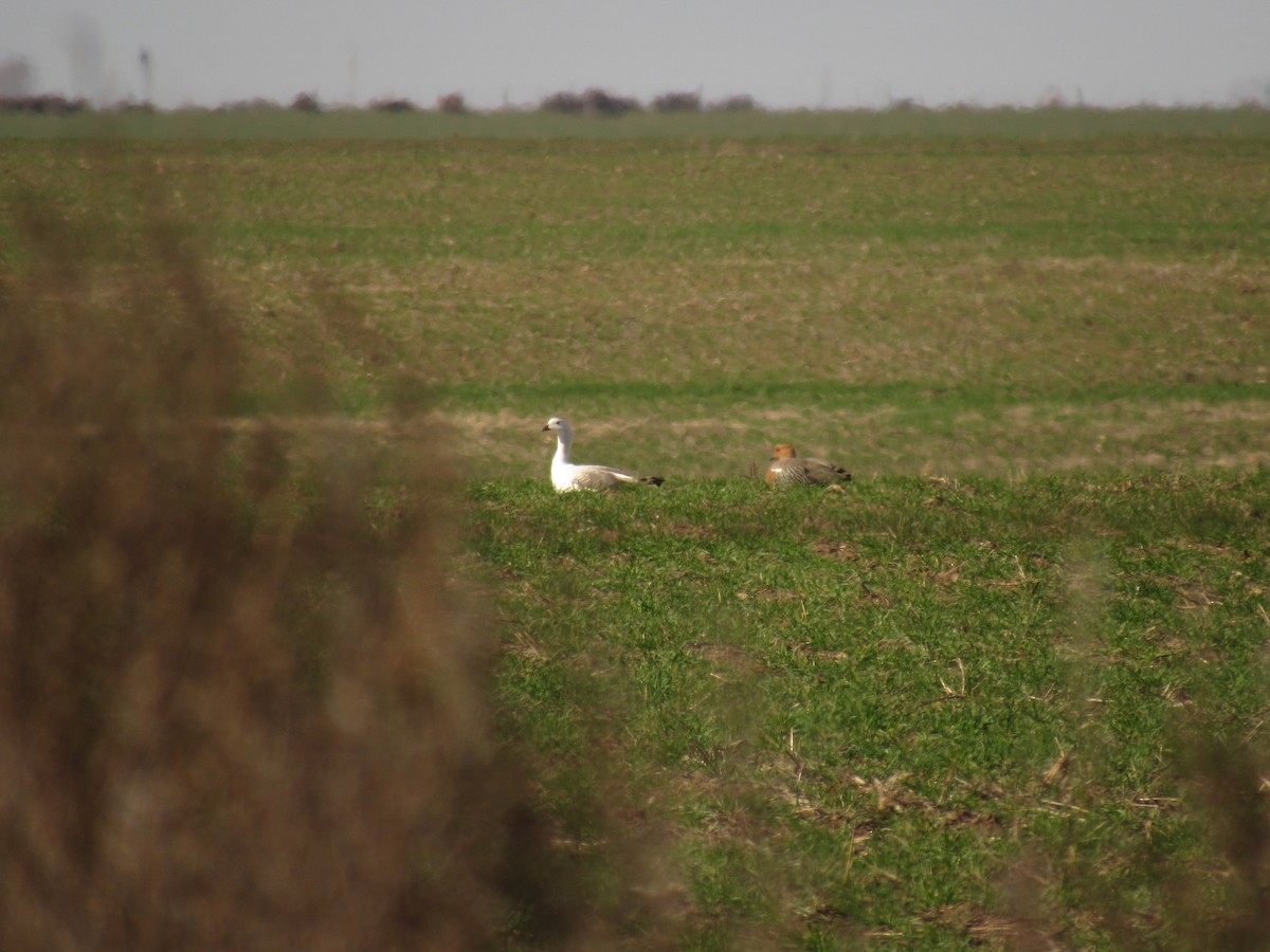 Upland Goose - ML623295545