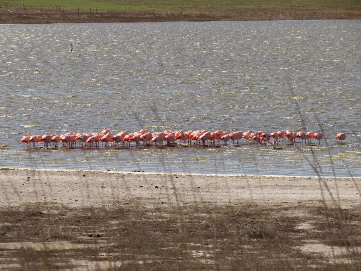 Chilean Flamingo - ML623295595