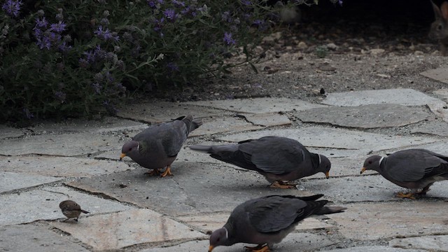 Band-tailed Pigeon (Northern) - ML623295616