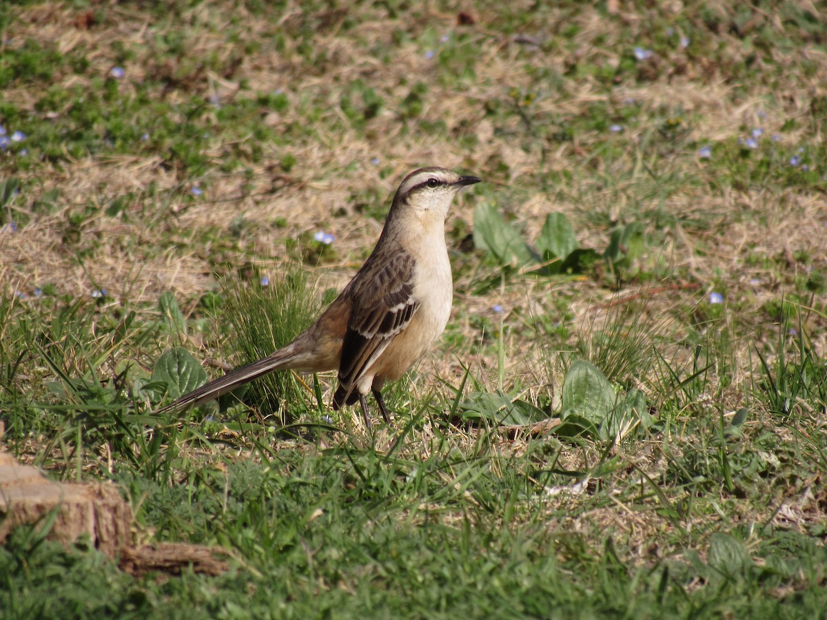 Chalk-browed Mockingbird - ML623295788