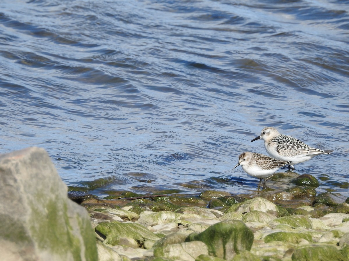 Sanderling - ML623295849