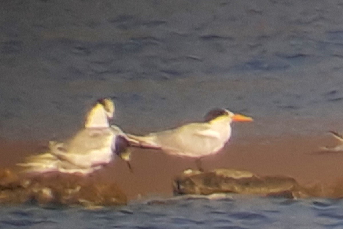 Elegant Tern - Jan van der Blom