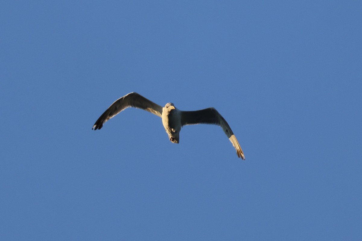 Gaviota Argéntea (americana) - ML623295894