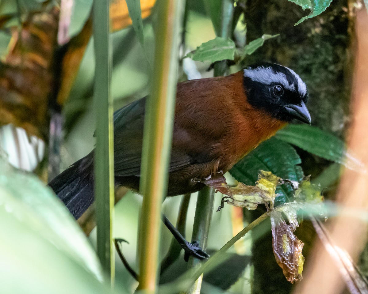 Tanager Finch - ML623295904