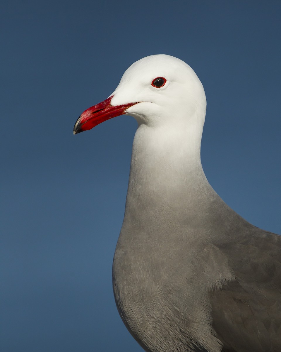 Heermann's Gull - ML623295914