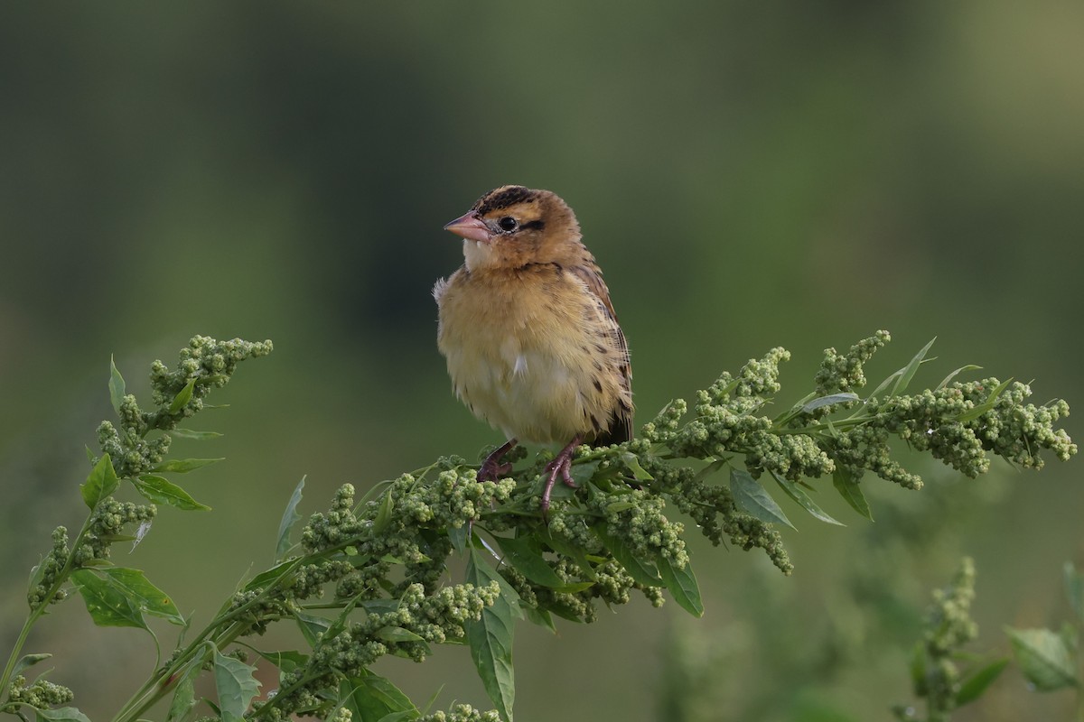 Bobolink - Brad Carlson