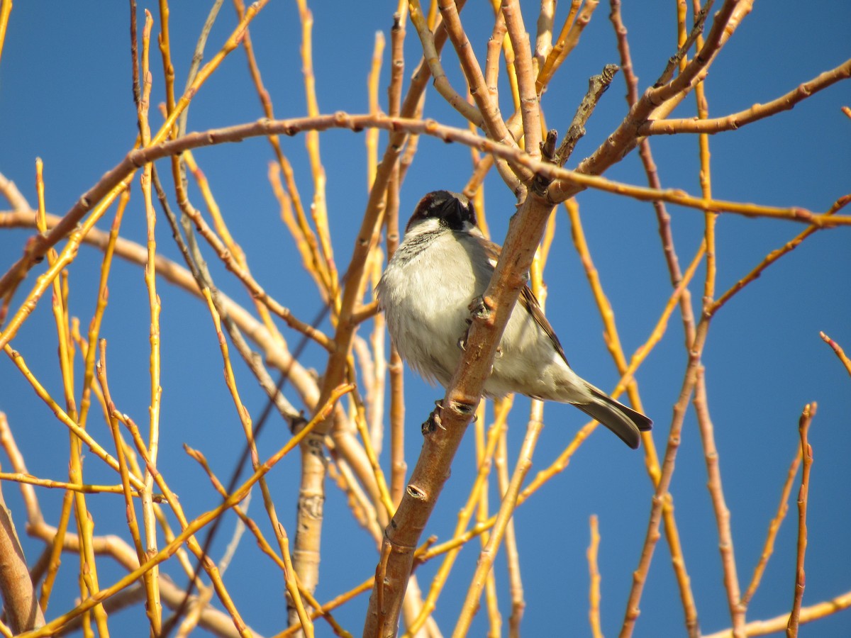 House Sparrow - ML623295995