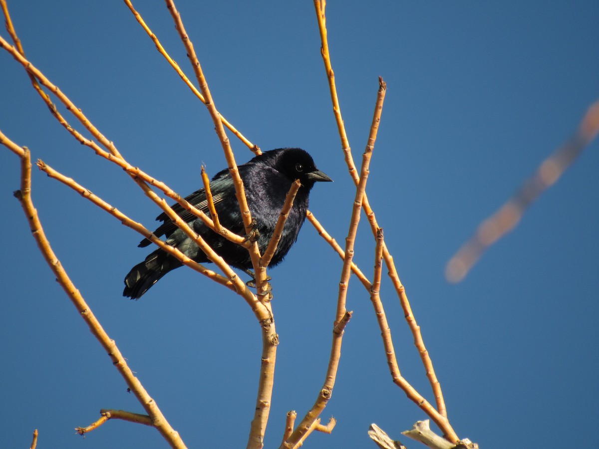 Shiny Cowbird - ML623296001