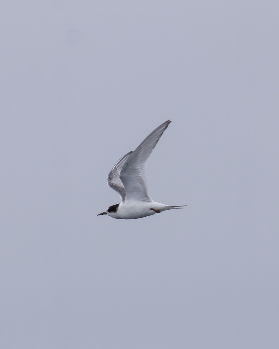 Arctic Tern - ML623296003