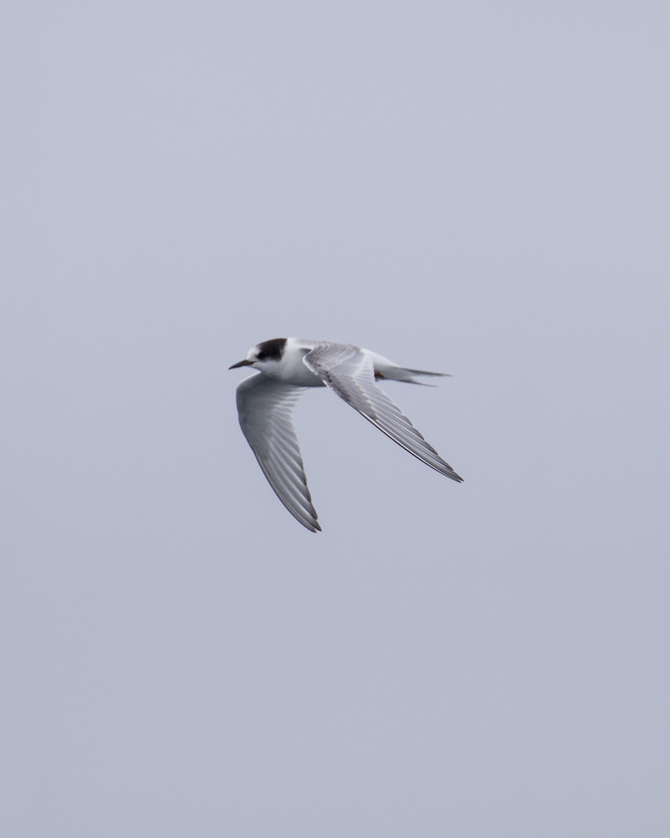 Arctic Tern - ML623296005