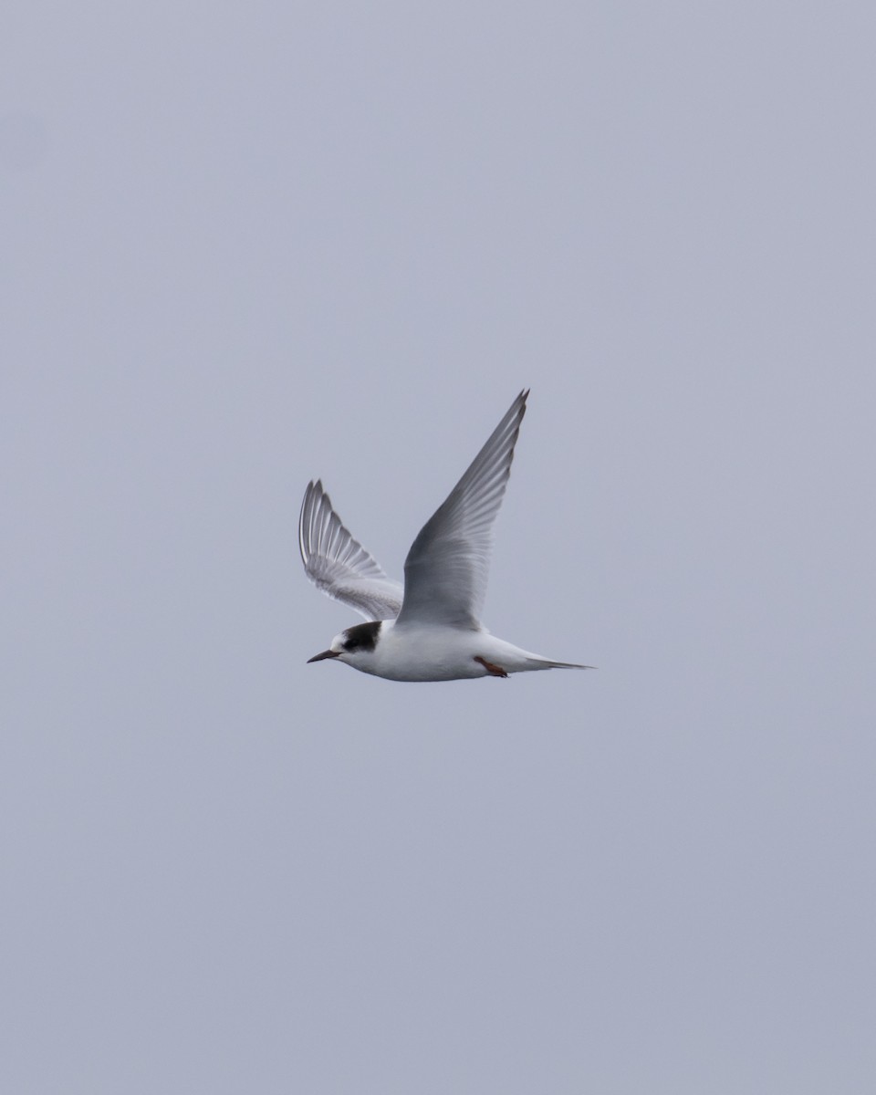 Arctic Tern - ML623296007