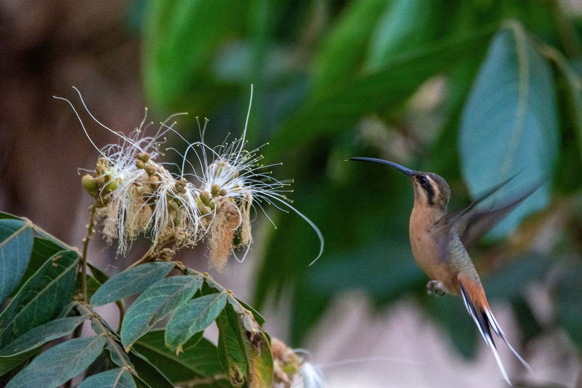 Planalto Hermit - Marcos Eugênio Birding Guide