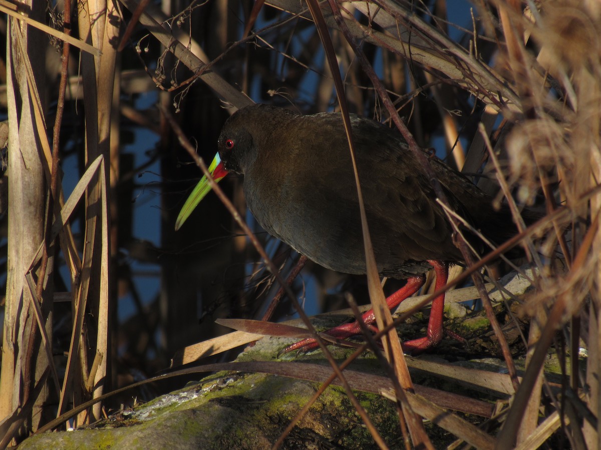 Plumbeous Rail - ML623296041