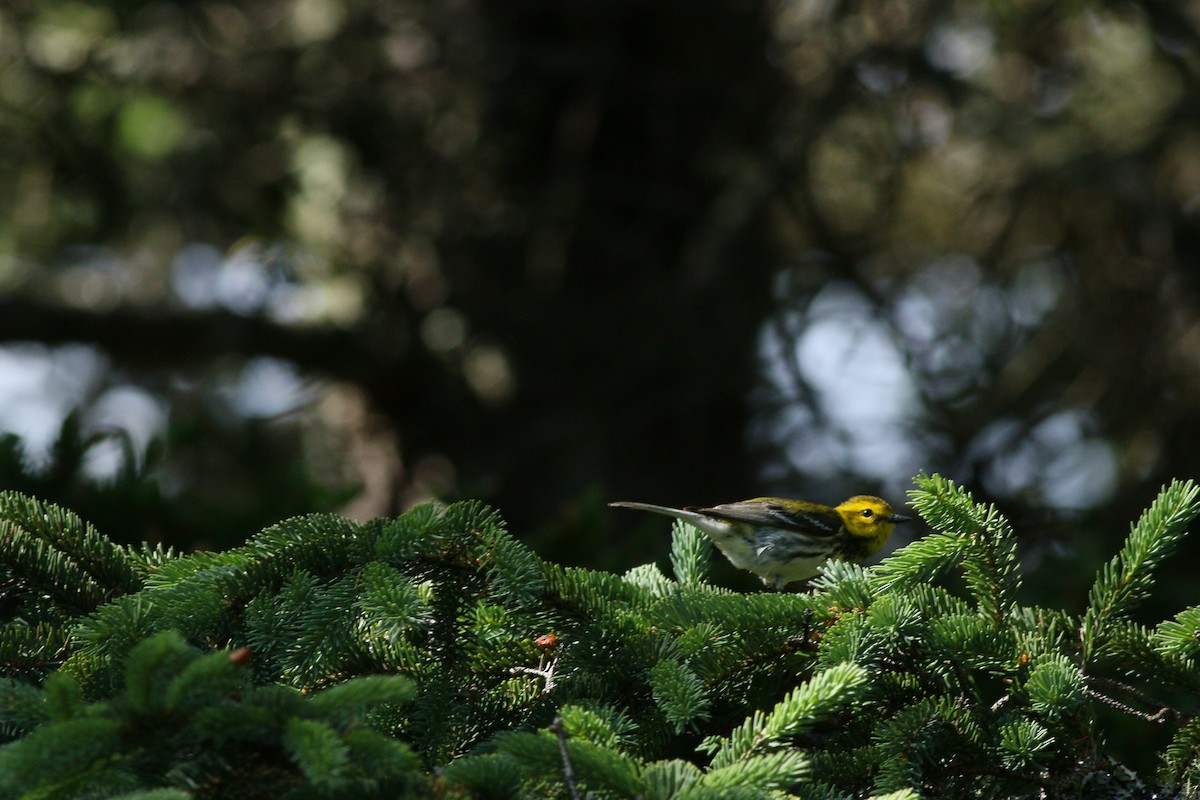 Black-throated Green Warbler - ML623296075