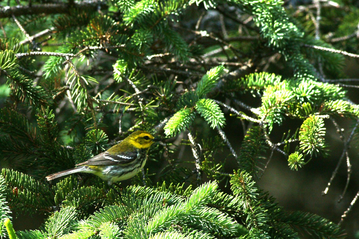 Black-throated Green Warbler - ML623296076