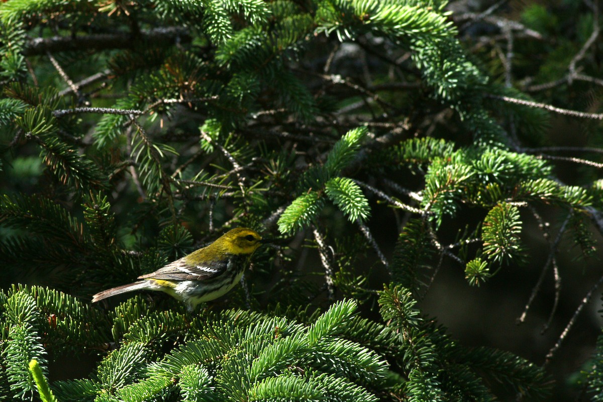 Black-throated Green Warbler - ML623296077