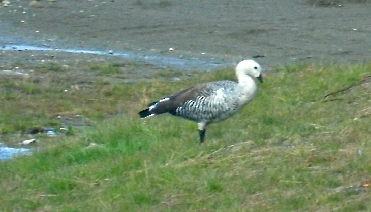 Upland Goose - ML623296080