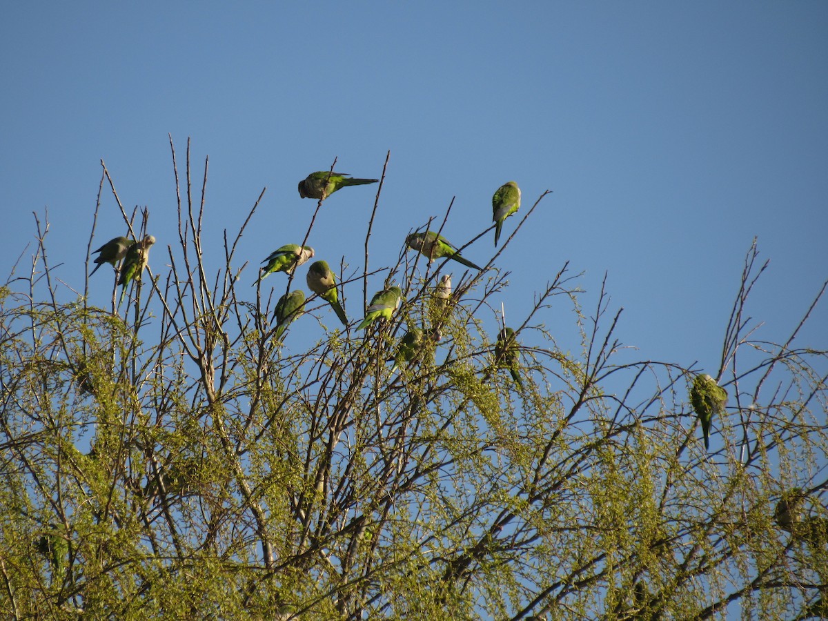 Monk Parakeet - ML623296133