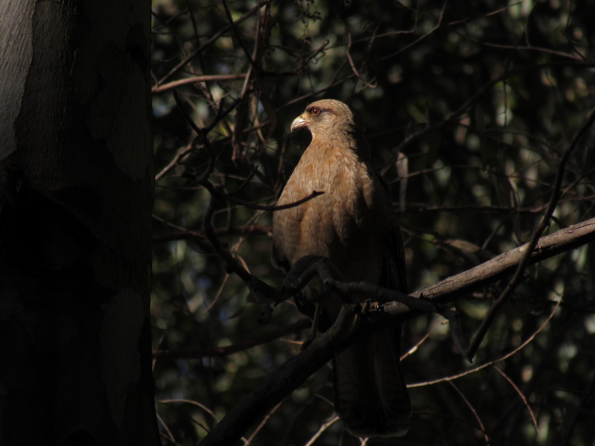 Chimango Caracara - ML623296139