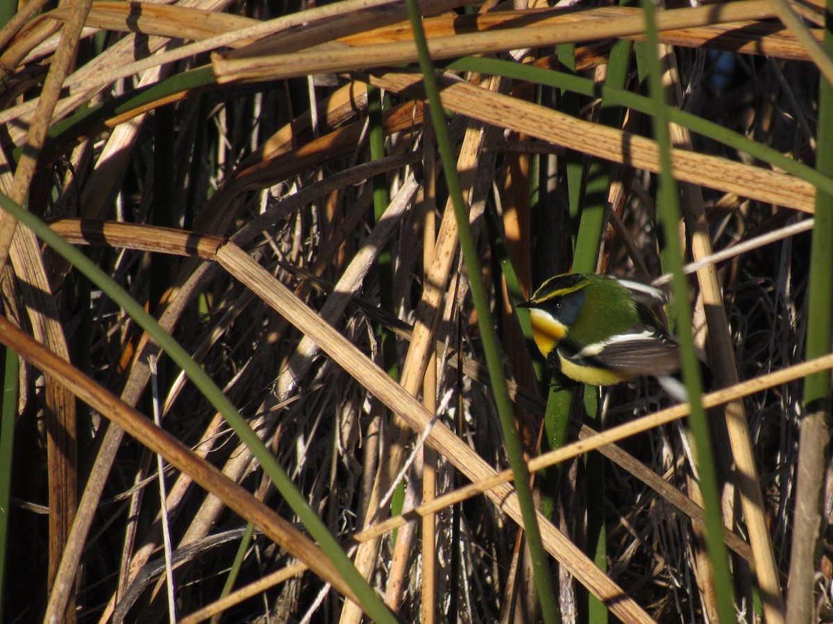 Many-colored Rush Tyrant - ML623296151