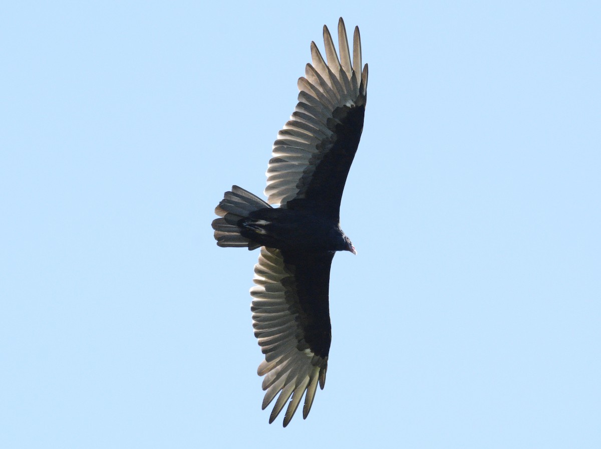 Turkey Vulture - Ian Teaell