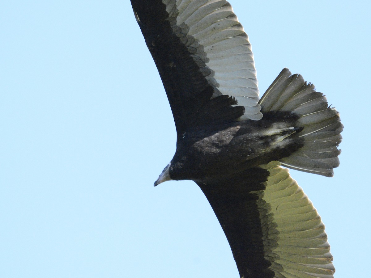 Turkey Vulture - ML623296159