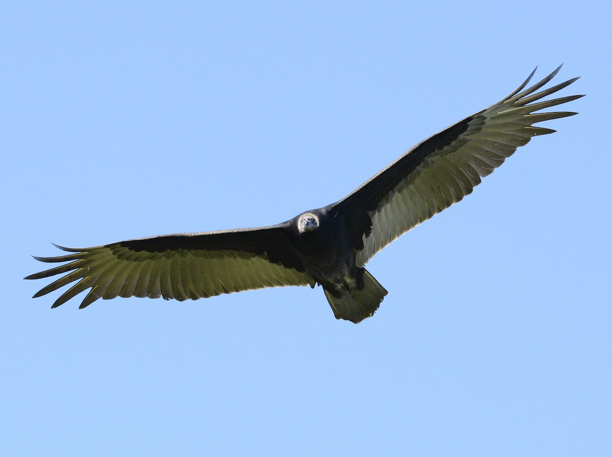 Turkey Vulture - ML623296160