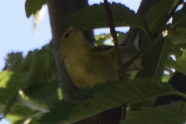 Tennessee Warbler - Noah Whiteman