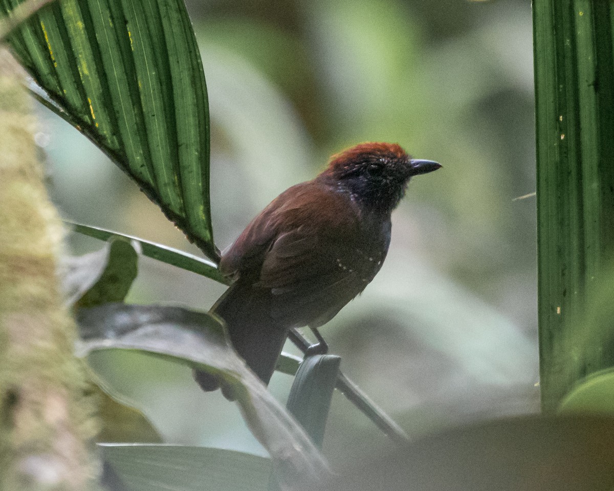 Bicolored Antvireo - ML623296355