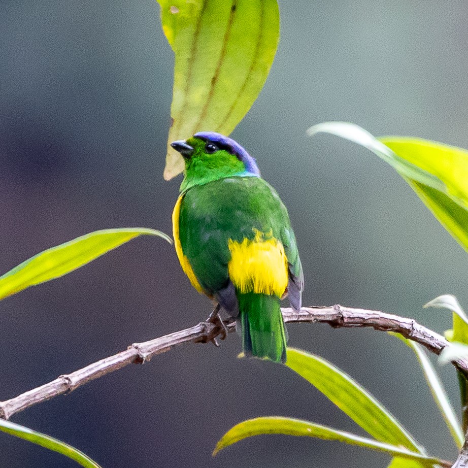 Chestnut-breasted Chlorophonia - ML623296407