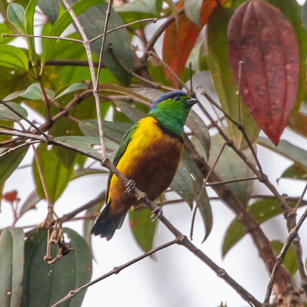 Chestnut-breasted Chlorophonia - ML623296408