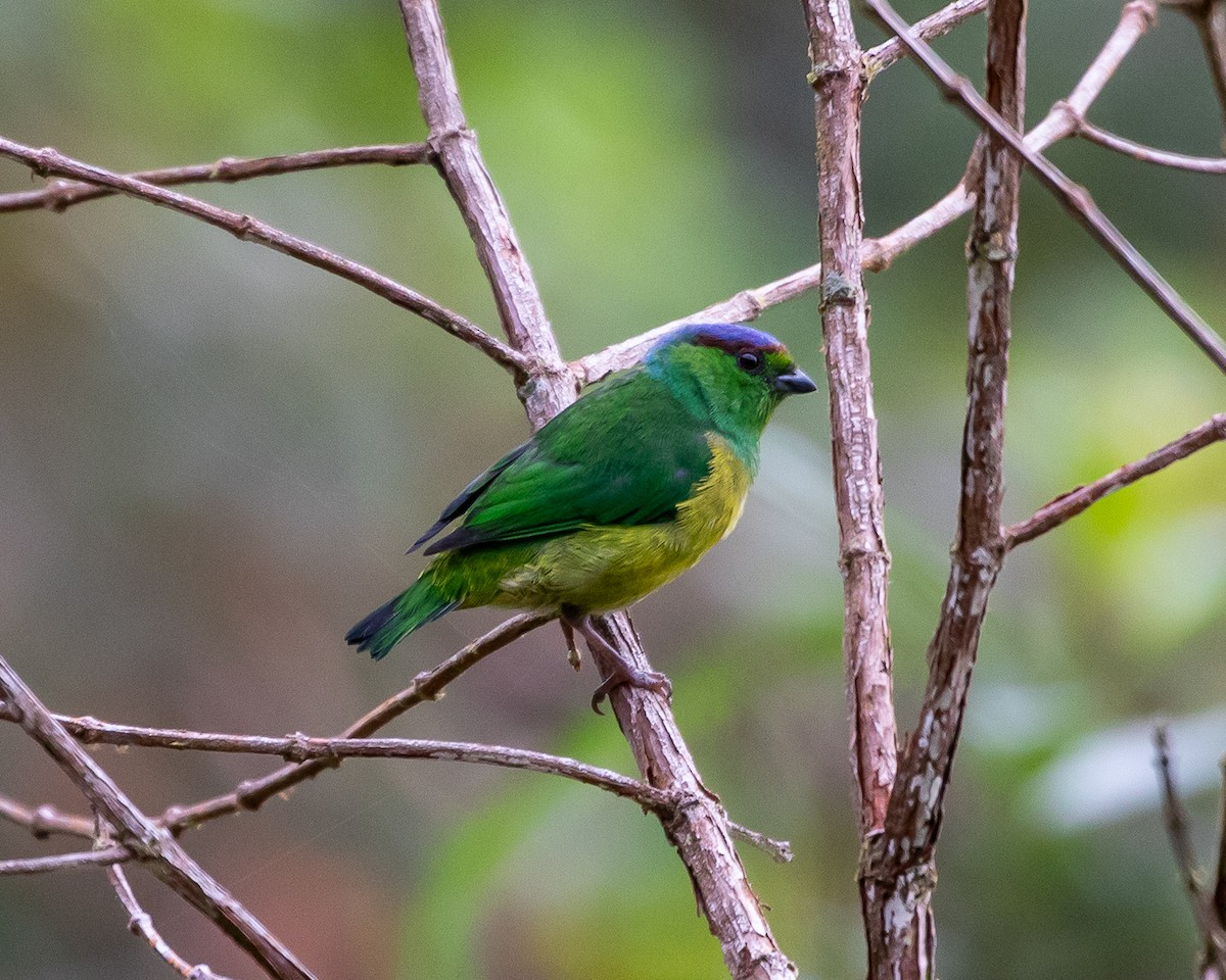 Chestnut-breasted Chlorophonia - ML623296409