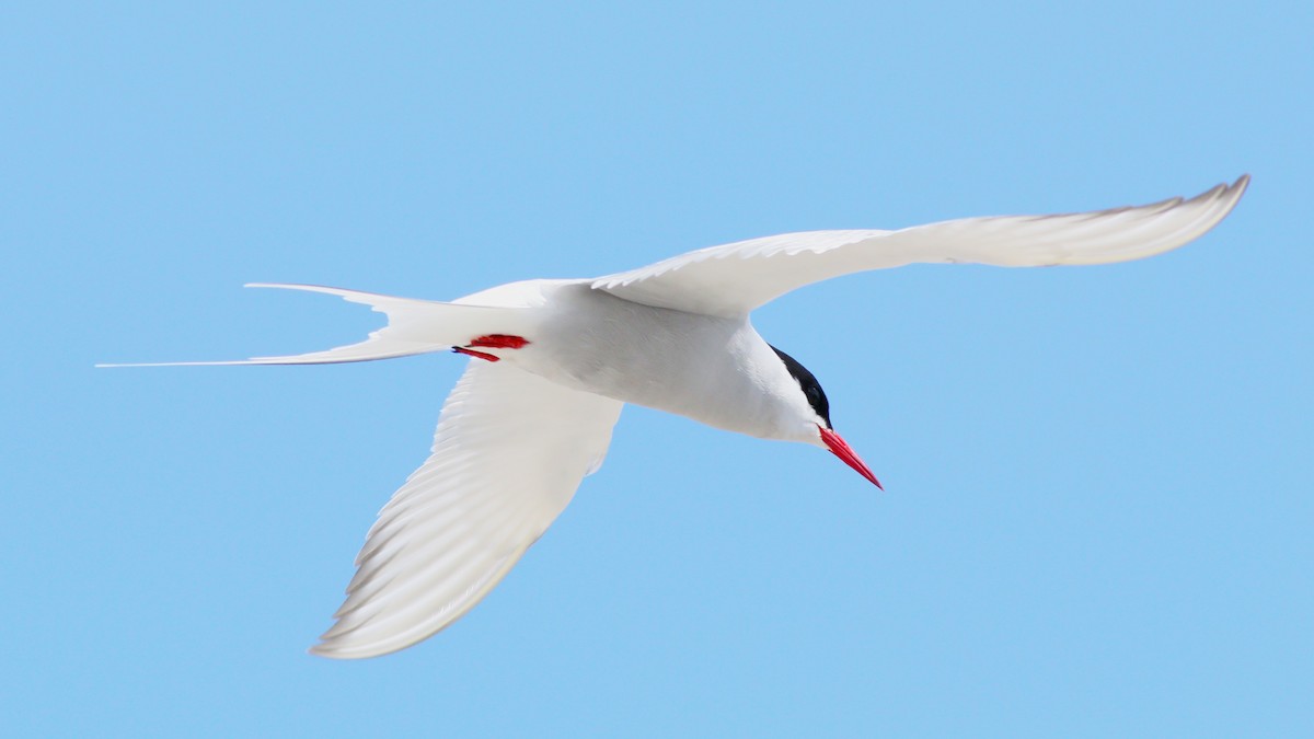 Arctic Tern - ML623296410